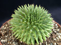 euphorbia suzannae 03