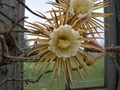 selenicereus grandiflorus 5467