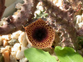 huernia kirkii aidi witrivier d507 05