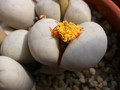 lithops ruschiorum lineata 02