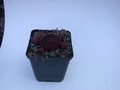 sempervivum noir 5765