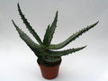 aloe ferox 6695