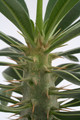pachypodium rosulatum 9586