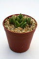 haworthia cv tropic world 0837