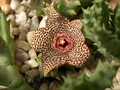orbea verrucosa karoo 02