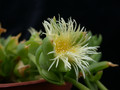 sceletium joubertii sb979 04