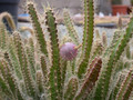pfeiffera ionantothele 1
