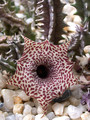 huernia reticulata 04