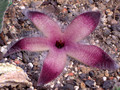stapelia gigantea 0251