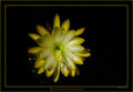 eh jaundice n1