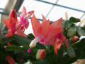 schlumbergera new chrismas 13