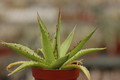 agave horrida 8655
