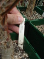bursera schlechtendalii 08