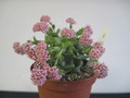 crassula hybride rote fl 4778