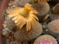 lithops verrucosa gelb rosa 12