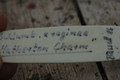 schlumbergera hatherton charm 228