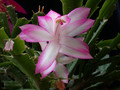 schlumbergera hatherton charm 201