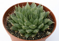 haworthia specksii jdv92 23 7273