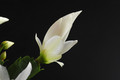 schlumbergera salvador brasil 005