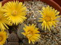 lithops hookeri marginata 03