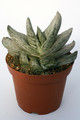 gasteria brachyphylla variegata 7231