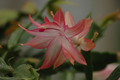 schlumbergera coral cascade 03