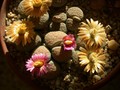 lithops verrucosa gelb rosa 01