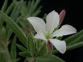 pachypodium succulentum weiss 02