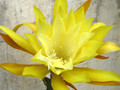 eh hum dinger 7057 0701