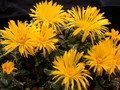 faucaria tuberculosa 3769