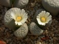 lithops marmorata elisae 2 01