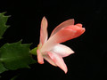 schlumbergera christmas fantasie 07