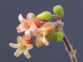 cotyledon ladysmithiensis 0964