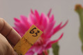 eh mylady 63 15