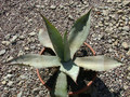 agave asperrima 01
