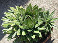 agave victoria reginae 02