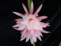 aporocactus tempelfeuer wessner 04