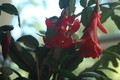 schlumbergera x buckleyi george g 01