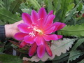 eh perseus 8351 9897