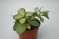 hoya australis lisa 6535