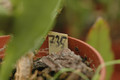 eh king midas 7350 04