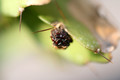 lepismium myagawe 0388