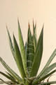 agave filifera 8484