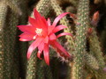 aporocactus mallisonii 9649