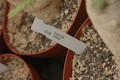 euphorbia stellata 1092