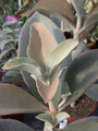kalanchoe orygalis