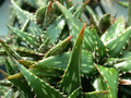 aloe jucunda es2094 02