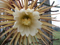 selenicereus grandiflorus 5472