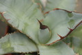 agave titanota 8713