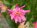 schlumbergera star burst 08